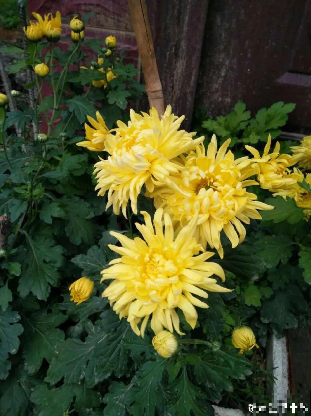 11种花,下个月就开花,现在养护是关键! 11种花,下个月就开花,现在养护是关键!