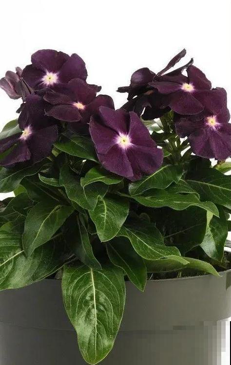 1种花是开花机器，只要温度合适，一年四季都能开花