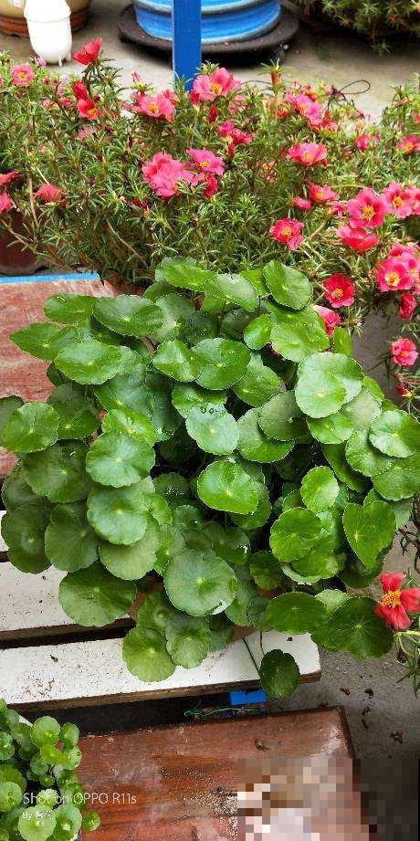 秋天是换盆好时机，花都睡醒了，换盆才能长得快