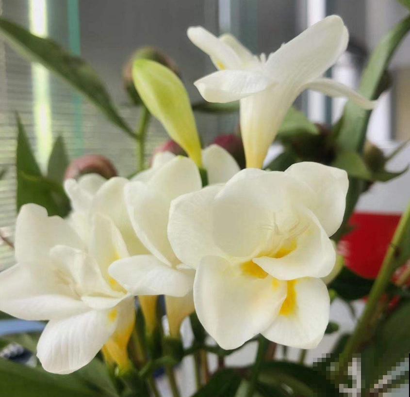 那些被你扔掉的香雪兰种球,栽土里还能活,不看亏大了! 那些被你扔掉的香雪兰种球,栽土里还能活,不看亏大了!