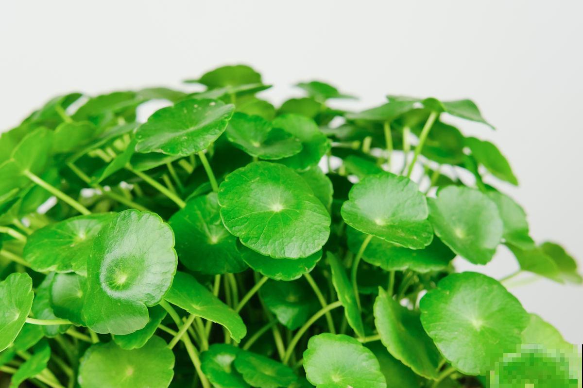 铜钱草发黄还蔫儿?剪几刀,叶子大还绿油油! 铜钱草发黄还蔫儿?剪几刀,叶子大还绿油油!