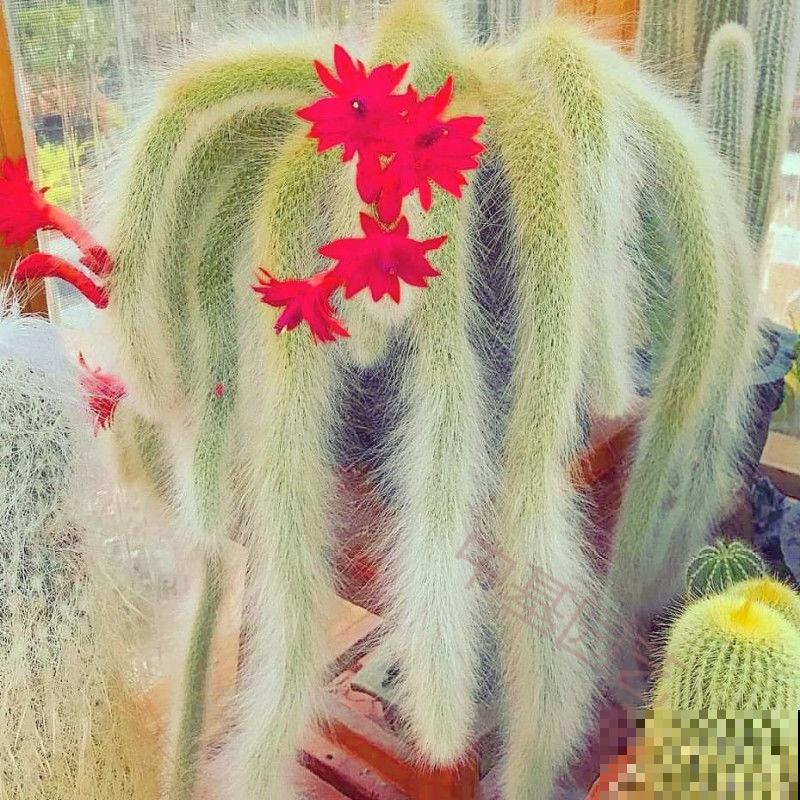 5种新颖的花，邻居没见过，养了你就被羡慕吧！