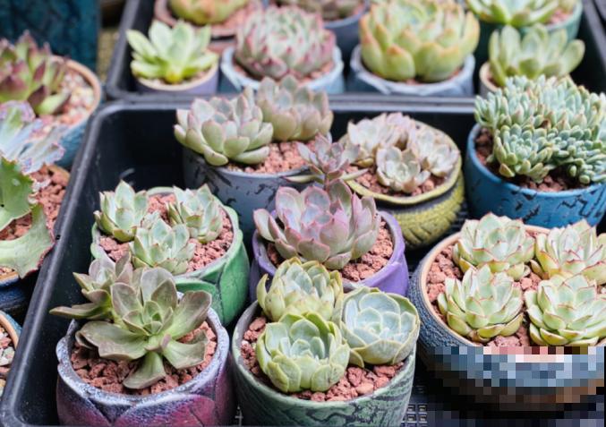 立秋养多肉，注意这4点，不然分分钟挂掉！