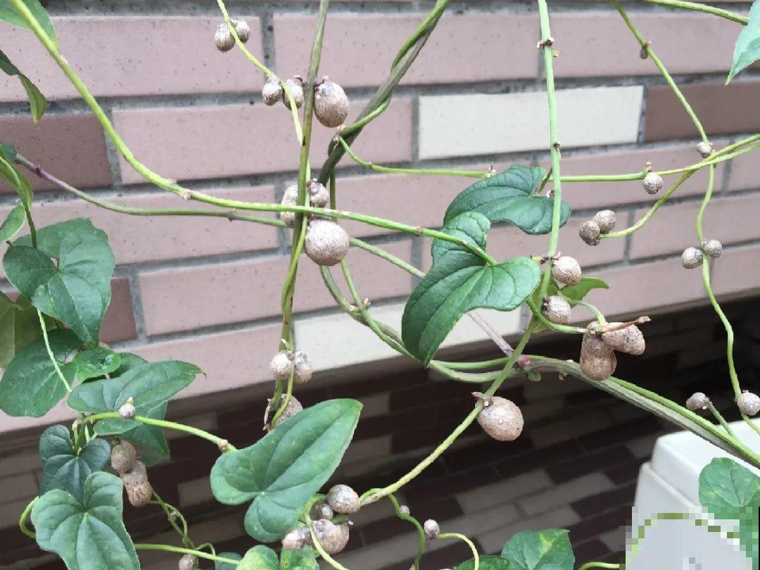 玉米地瓜，放久了自动变成盆栽，太好活了吧？