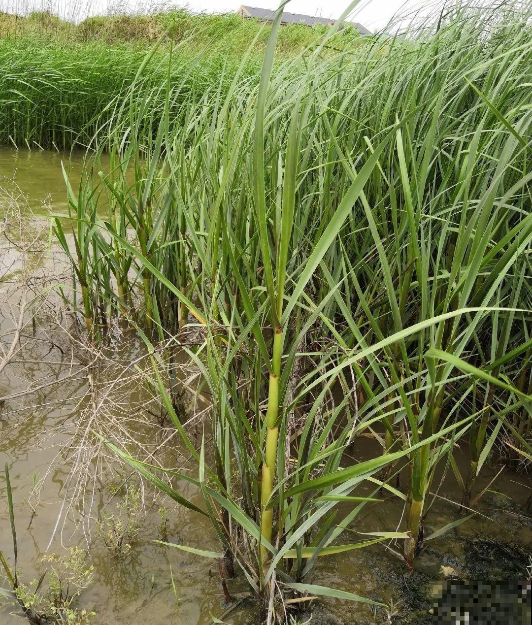 38种入侵植物,全村出来挖,挖完又长一大片 38种入侵植物,全村出来挖,挖完又长一大片