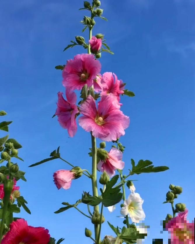 家花与野花的区别，一个娇贵、一个强悍，你更喜欢哪一种？