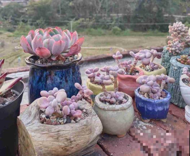 封闭小阳台，适合养这8种多肉，上色快、爆盆容易！