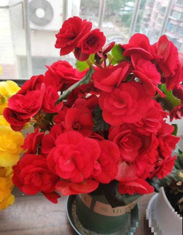 这些花马上就苏醒了,赶紧一瓢水浇透,个子立马蹿一截! 这些花马上就苏醒了,赶紧一瓢水浇透,个子立马蹿一截!