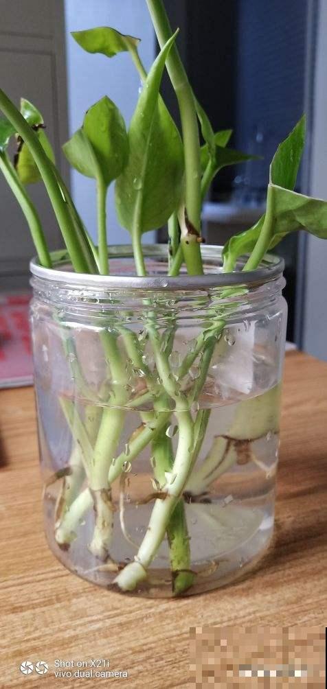 水里丢两块木炭，水培花不烂根，还能净化水质