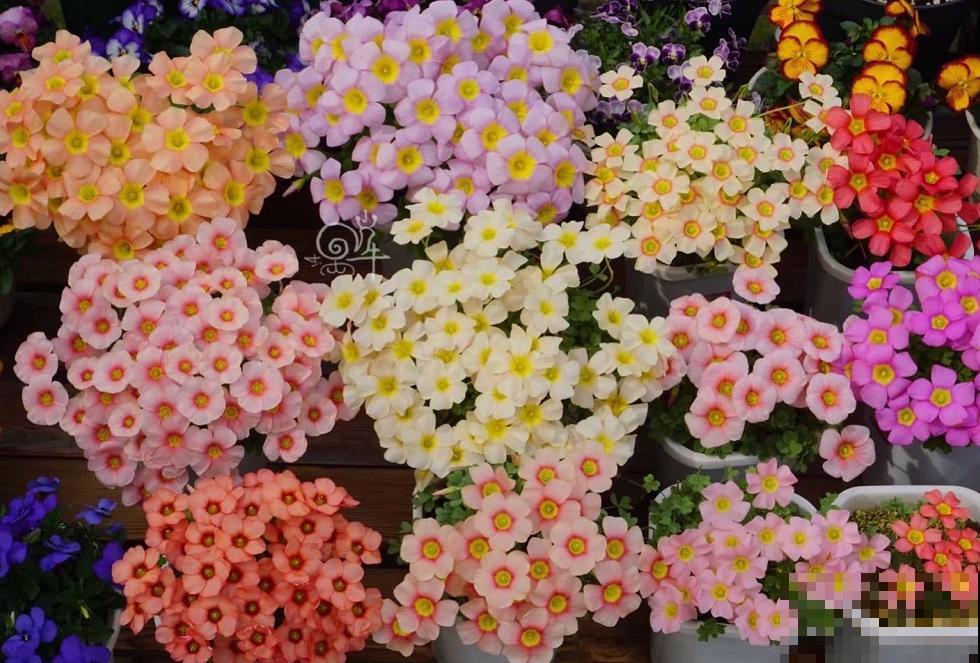 酢浆草太能生崽,一年生一堆,多得都想扔! 酢浆草太能生崽,一年生一堆,多得都想扔!