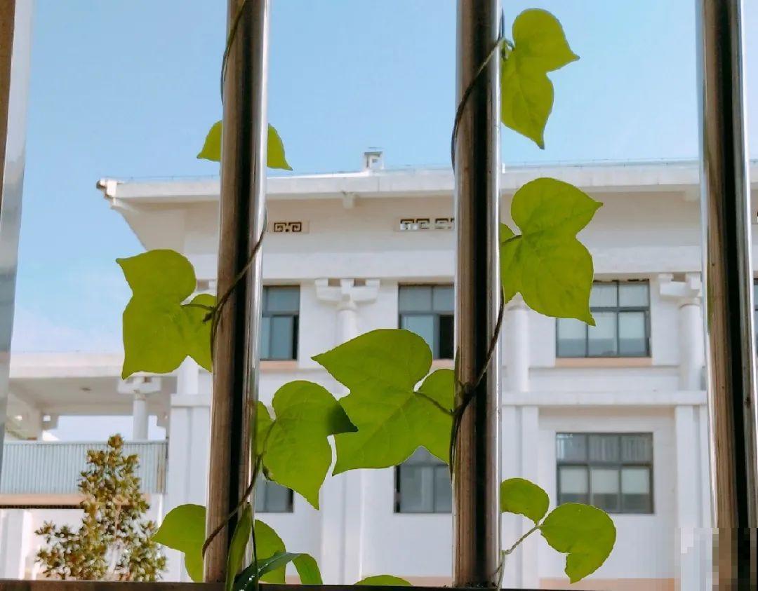 玉米地瓜，放久了自动变成盆栽，太好活了吧？