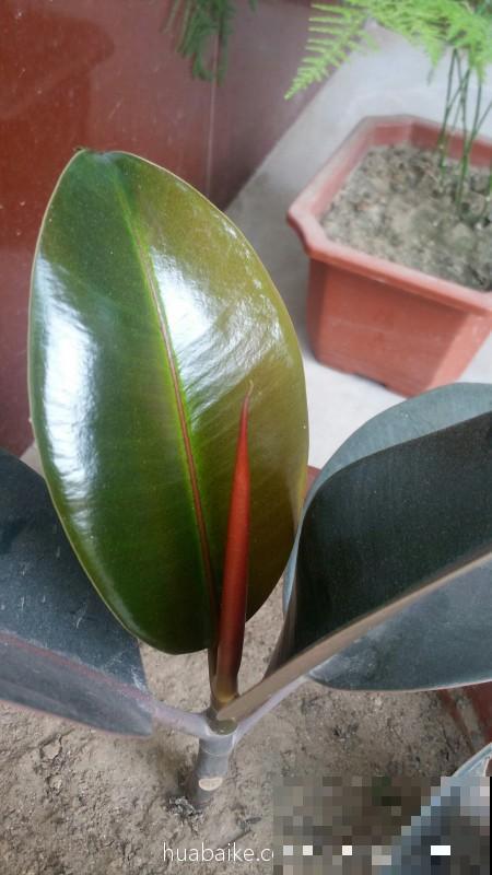 橡皮树入秋就掉叶，不能猛晒太阳，不然就叶子都灼伤了