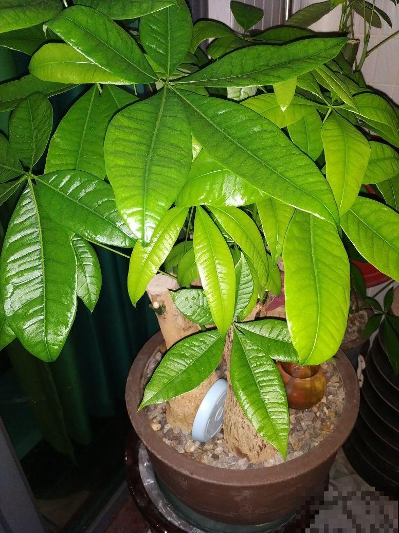 绿宝幸福树，买回家就掉叶子，打顶才是好办法