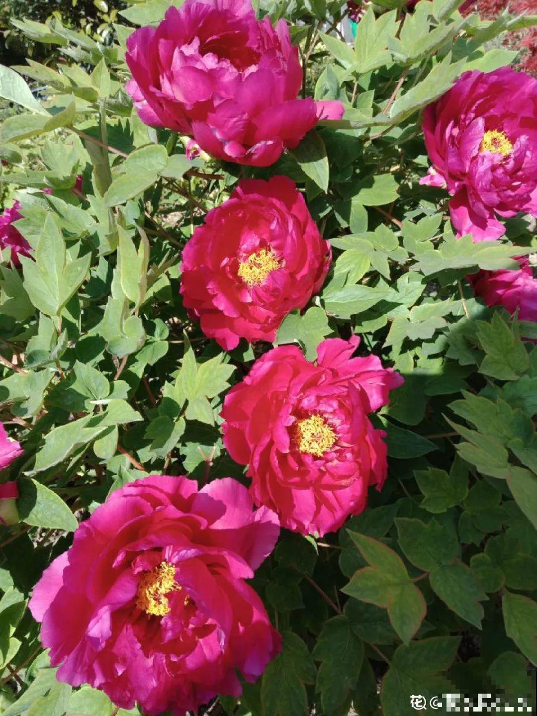 10种“好运花”，中国人最爱养，图个吉祥如意！