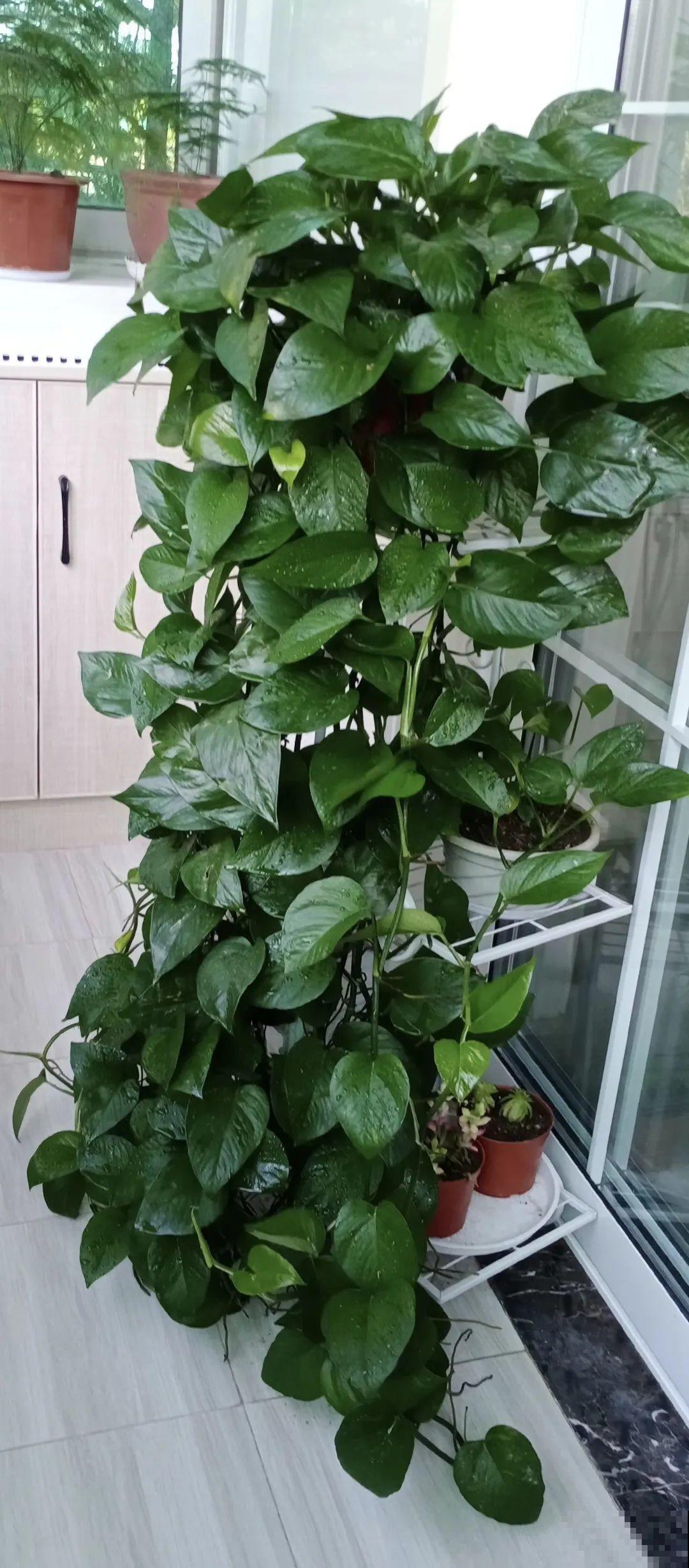 1米7的天竺葵，开花成瀑布，太震撼了