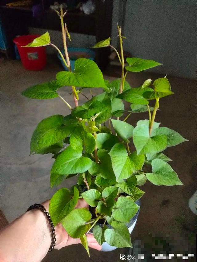 玉米掰一半，泡水里长成绿植，比花还美