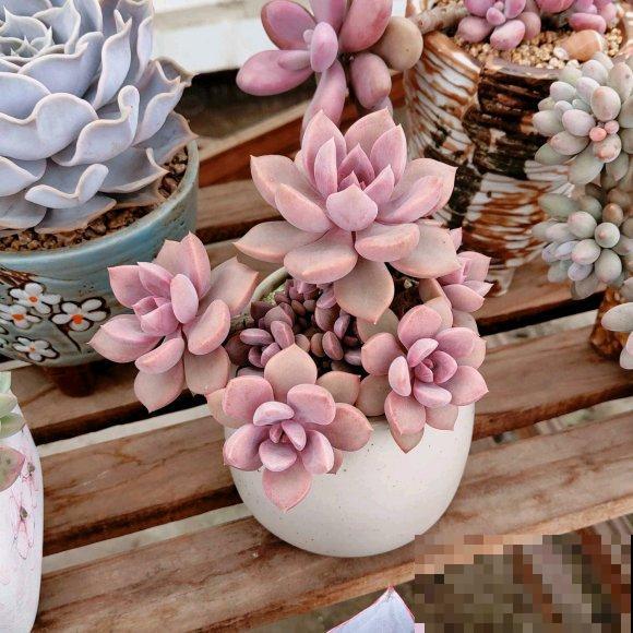 封闭小阳台，适合养这8种多肉，上色快、爆盆容易！