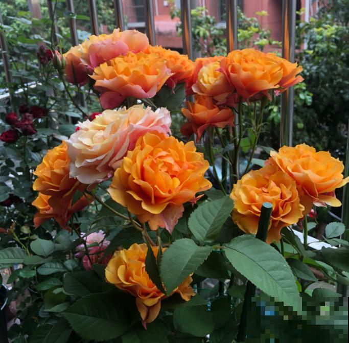 永远系列月季,个个都是经典品种,养一次就上瘾! 永远系列月季,个个都是经典品种,养一次就上瘾!