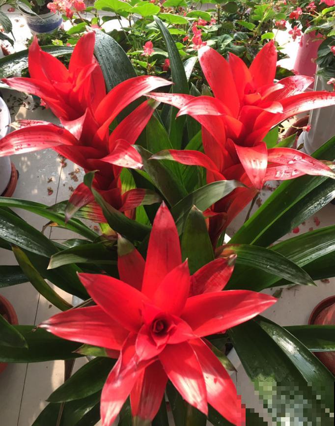 花市这种花是一次性的,开完花就死,可以扔掉了! 花市这种花是一次性的,开完花就死,可以扔掉了!