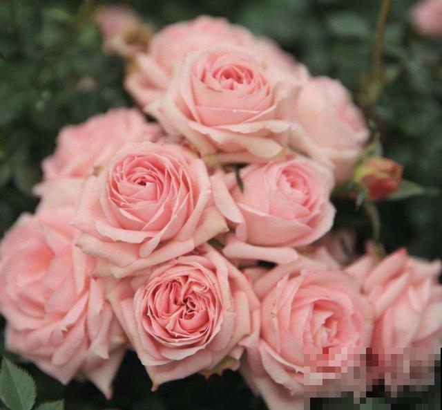 白桃妖精放卧室，美观又清新，还能助眠！