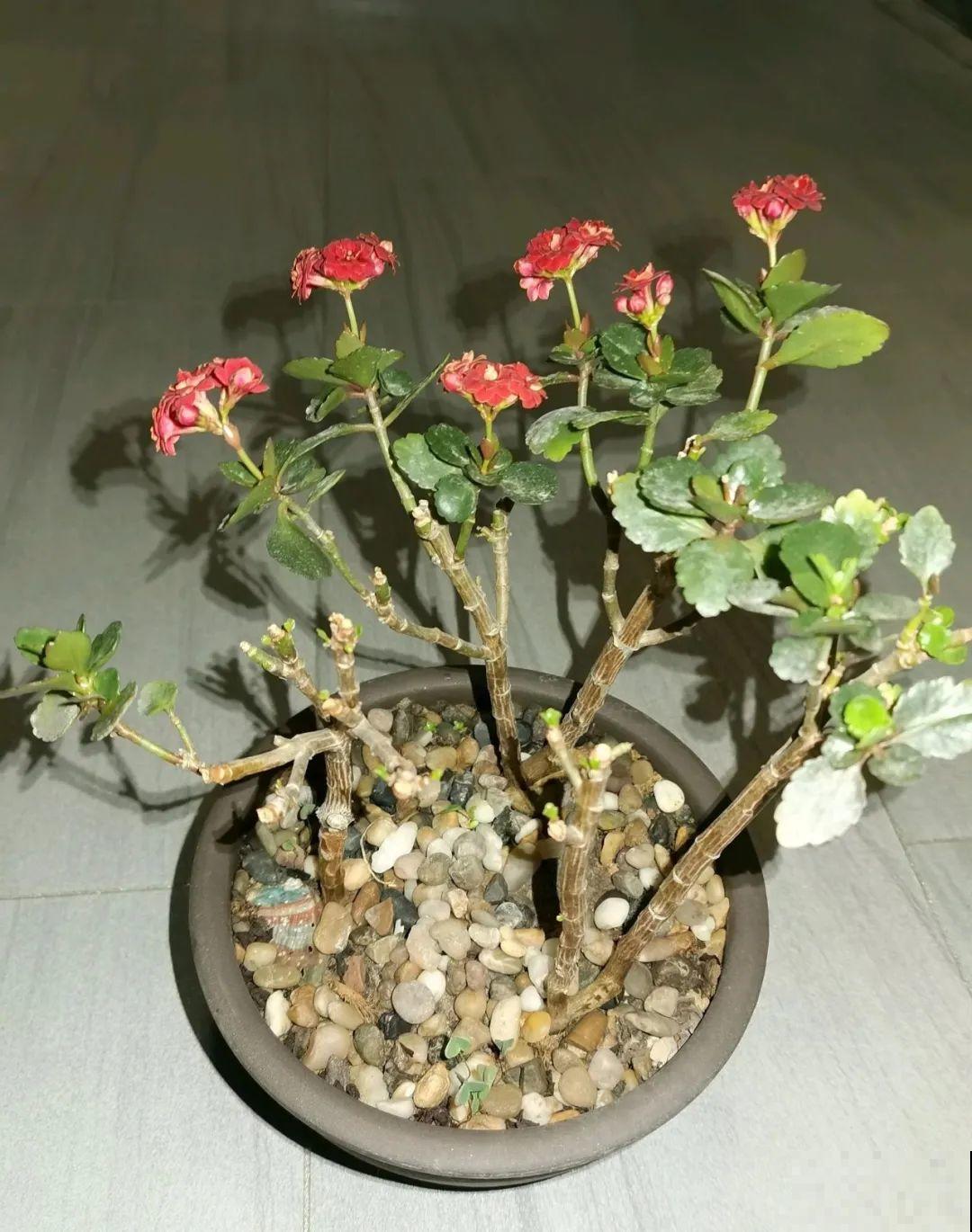 都说秋天不能剪，我却狠心剪秃头，对不对？