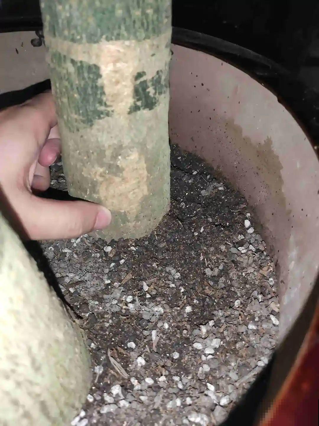 秋凉容易生虫子，月季招来害虫，必须赶紧换盆