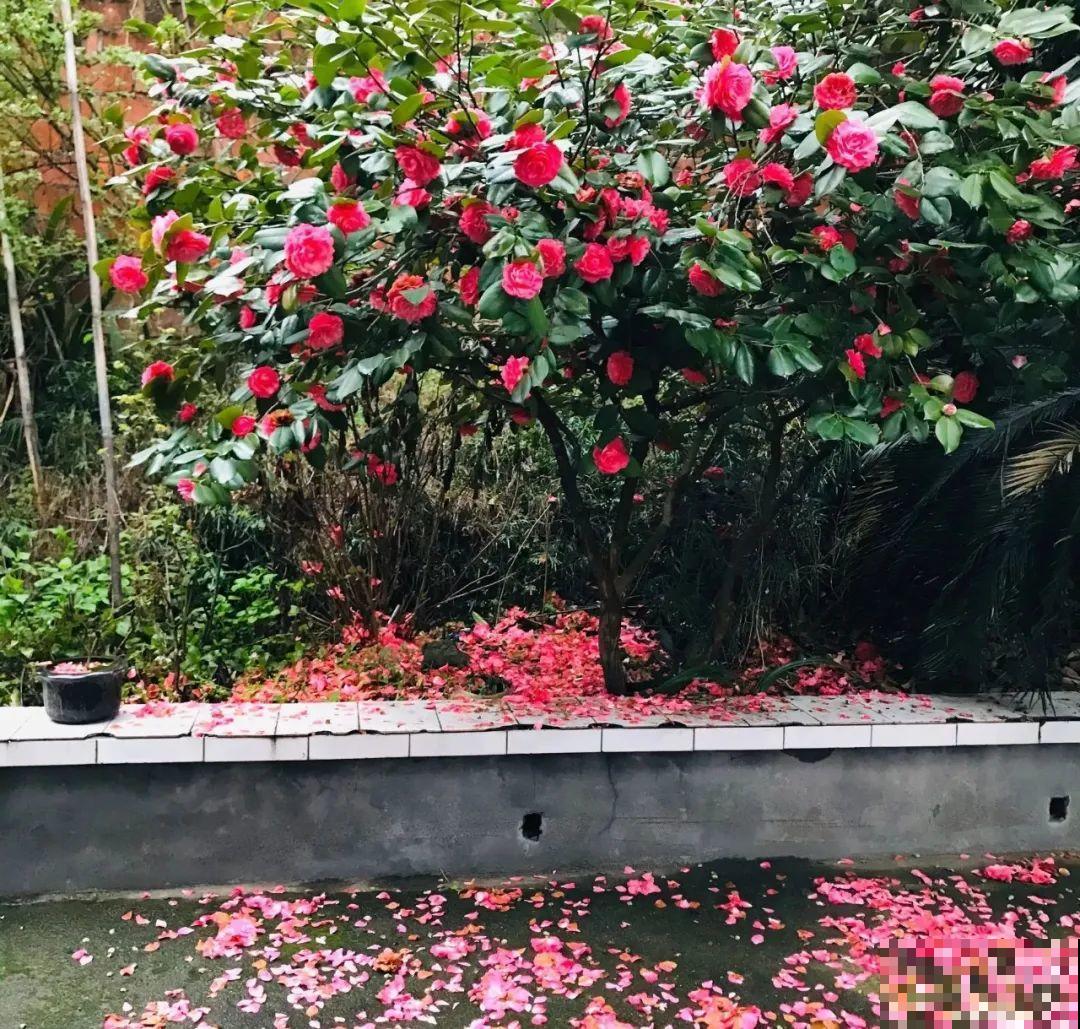 407岁古树，熊孩子玩火烧坏，只剩树皮还能活？