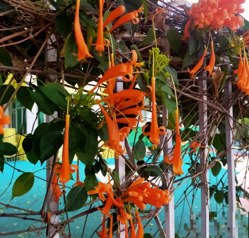 “一点就炸”的炮仗花，爬墙特厉害，想要花墙的来！