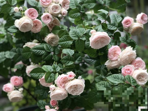 养花人,认识这4个字,就能解决黄叶和烂根问题! 养花人,认识这4个字,就能解决黄叶和烂根问题!