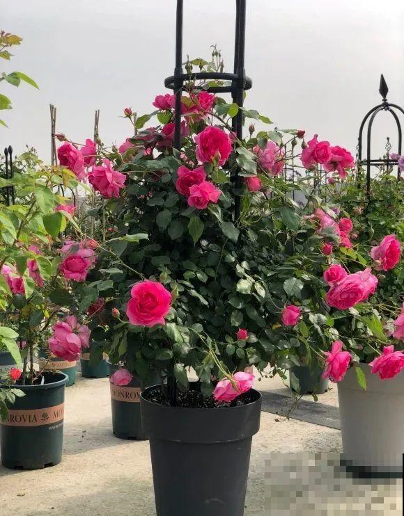 我在公司养300盆花，老板没批评，还帮忙拍照！