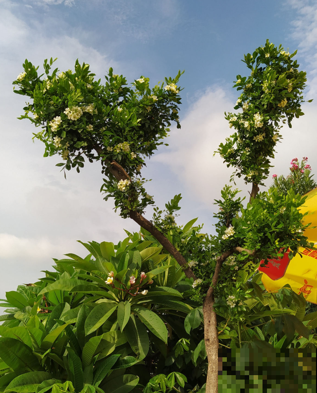 七旬老人,花6年时间在江边造花园,大风大浪都不怕! 七旬老人,花6年时间在江边造花园,大风大浪都不怕!