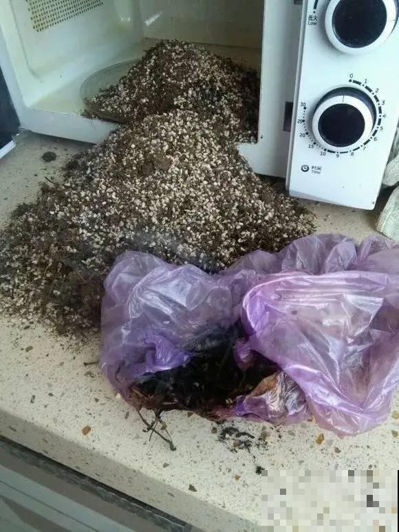 换盆的旧土别丢了,掺点料,肥得冒油! 换盆的旧土别丢了,掺点料,肥得冒油!