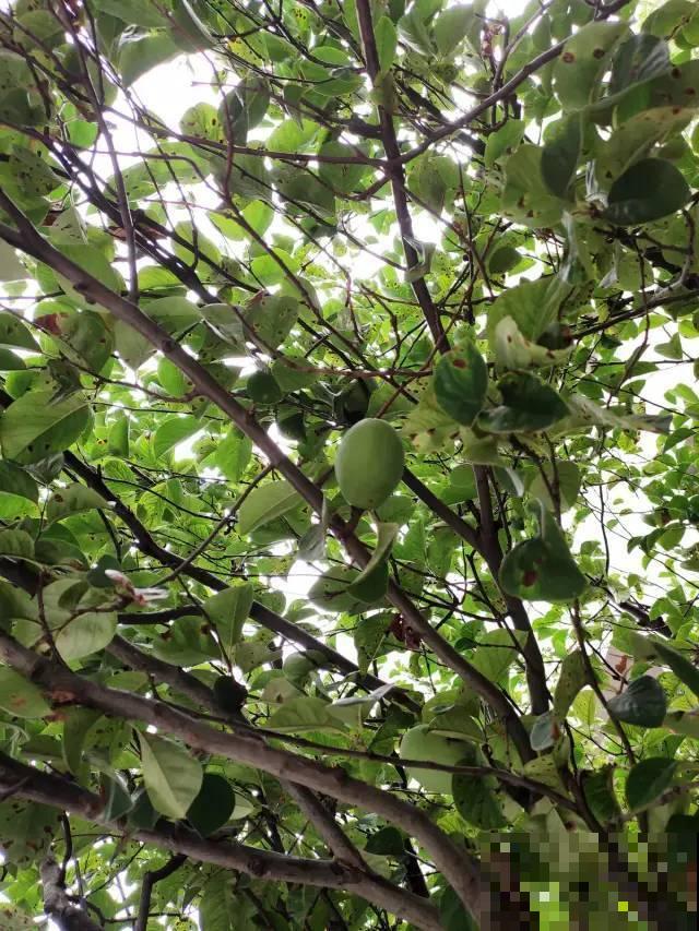 院子里种棵守家果树,镇宅风水好,旺人旺家 院子里种棵守家果树,镇宅风水好,旺人旺家