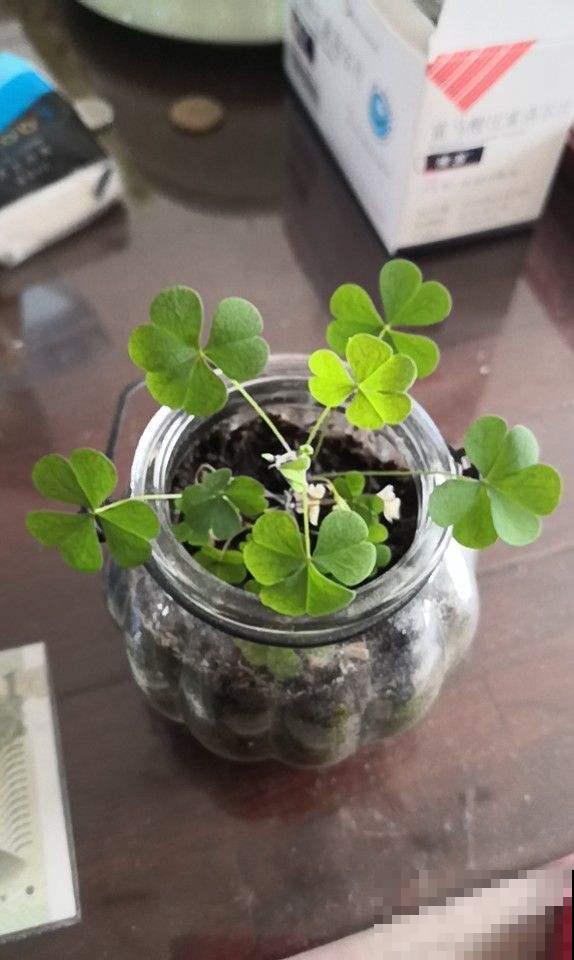 酢浆草不是三叶草,傻傻分不清?叫错名字惹笑话! 酢浆草不是三叶草,傻傻分不清?叫错名字惹笑话!