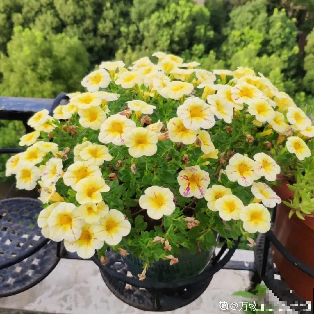 精致小草花，挂起来养，能开成花瀑布！