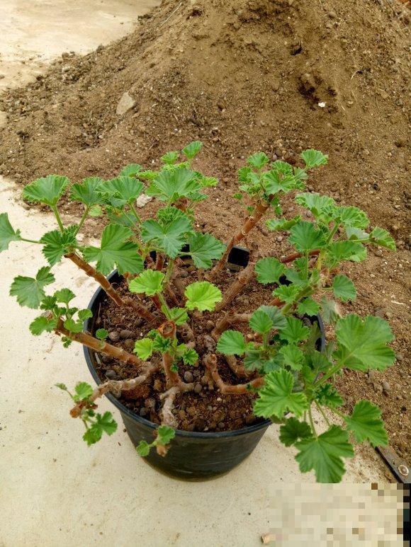 秋天养花就得折腾,修剪换盆施肥,一个工作都不能少! 秋天养花就得折腾,修剪换盆施肥,一个工作都不能少!