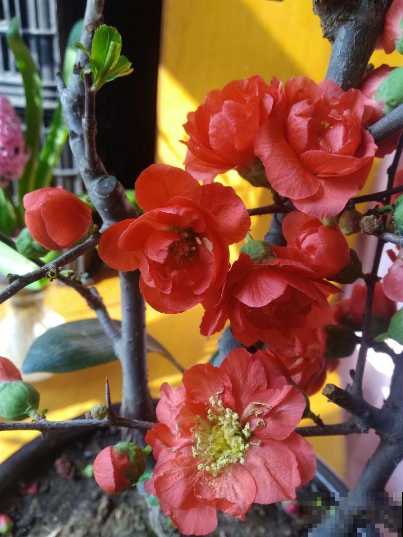 8种水果特常见,大部分人没见过开花,认识5种就是大神 8种水果特常见,大部分人没见过开花,认识5种就是大神