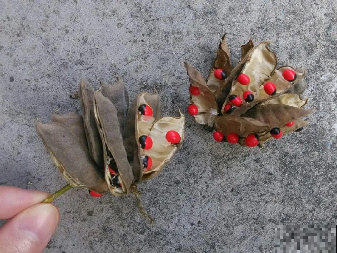 罂粟花不能随便种,私自种植,就得薅光 罂粟花不能随便种,私自种植,就得薅光