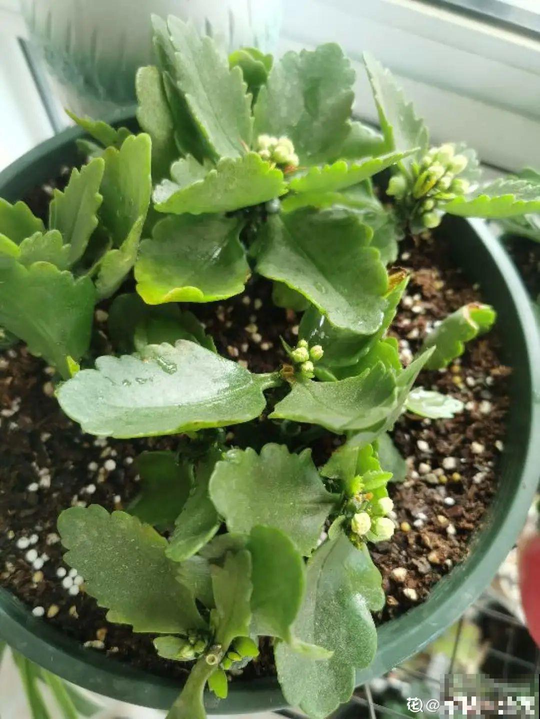 9月施肥季,这花赶紧贴秋膘,才能爆开花! 9月施肥季,这花赶紧贴秋膘,才能爆开花!