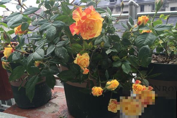 永远系列月季,个个都是经典品种,养一次就上瘾! 永远系列月季,个个都是经典品种,养一次就上瘾!