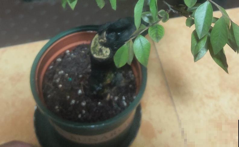 喝过的茶叶不要扔,放到花盆里,花越开越欢实! 喝过的茶叶不要扔,放到花盆里,花越开越欢实!