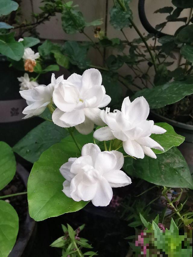 家里南阳台,就得种点阳性花,太阳越大开花越多 家里南阳台,就得种点阳性花,太阳越大开花越多