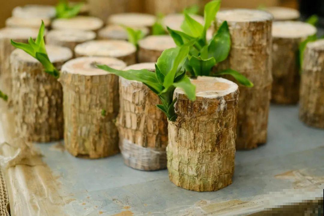 24种植物“净化器”,每个房间养一盆,太值了! 24种植物“净化器”,每个房间养一盆,太值了!