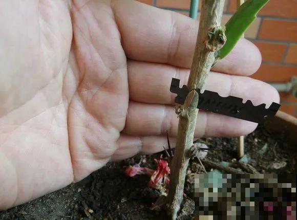 蟹爪兰就得现在嫁接,高温高湿,三两天就活了! 蟹爪兰就得现在嫁接,高温高湿,三两天就活了!