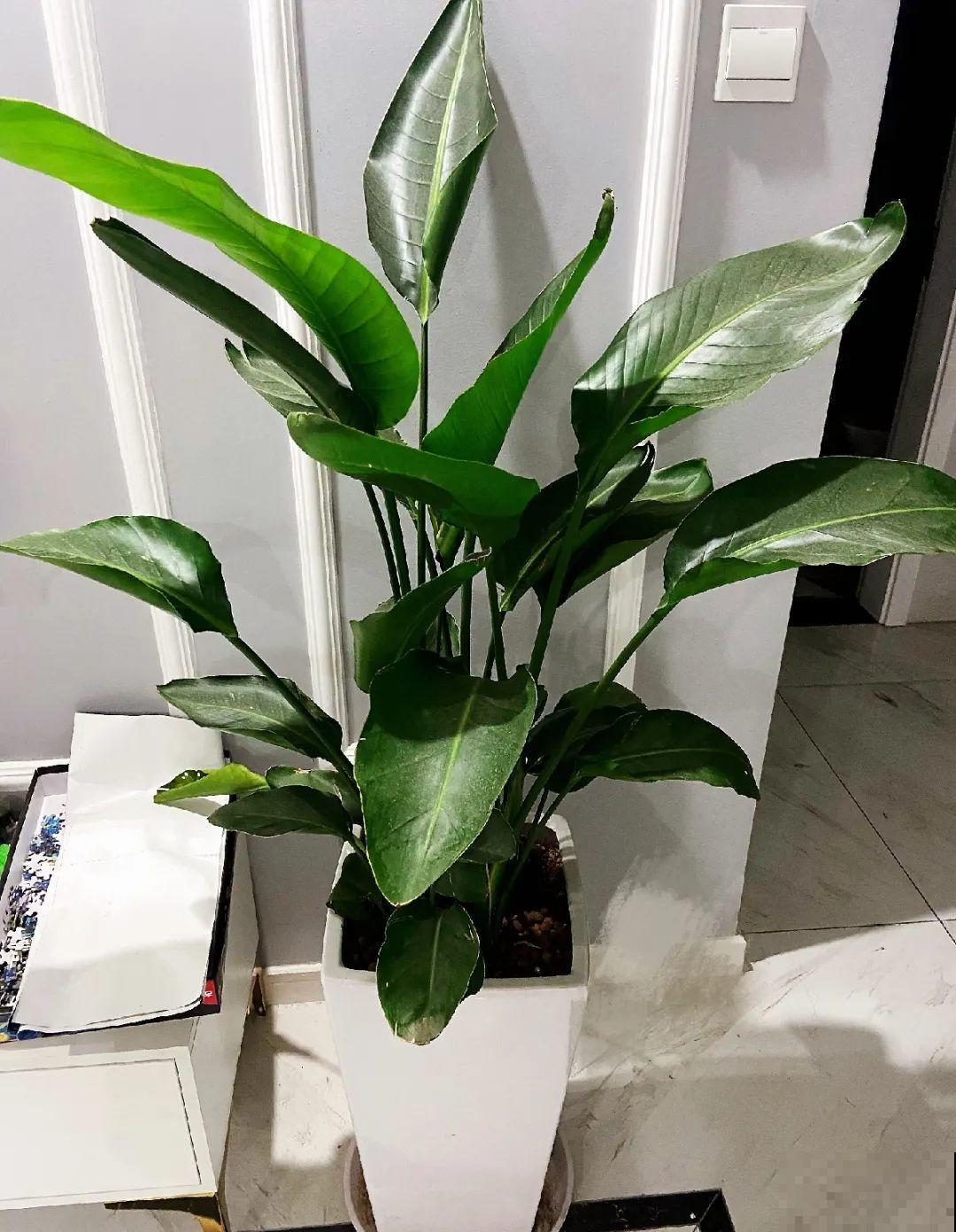 客厅摆盆它，叶子竖着长，有品位、上档次！