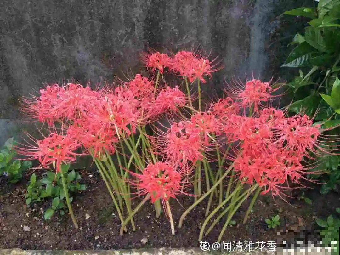 9月生日花，又美又香，寓意极好！