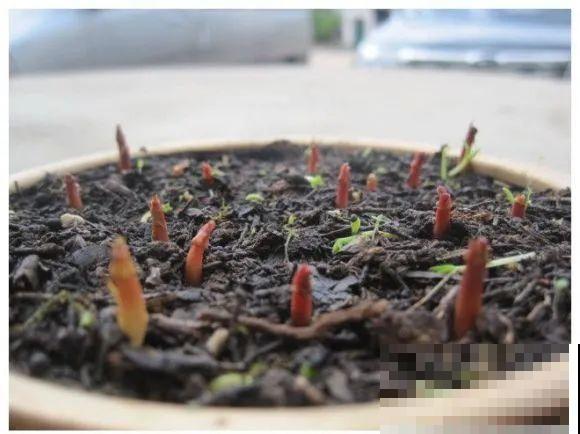 西红柿、玉米……埋土里，7天长成小森林，结出果子一大筐！