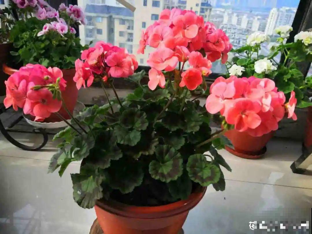 天竺葵太能开,一年能开大半年,花多还易爆盆! 天竺葵太能开,一年能开大半年,花多还易爆盆!