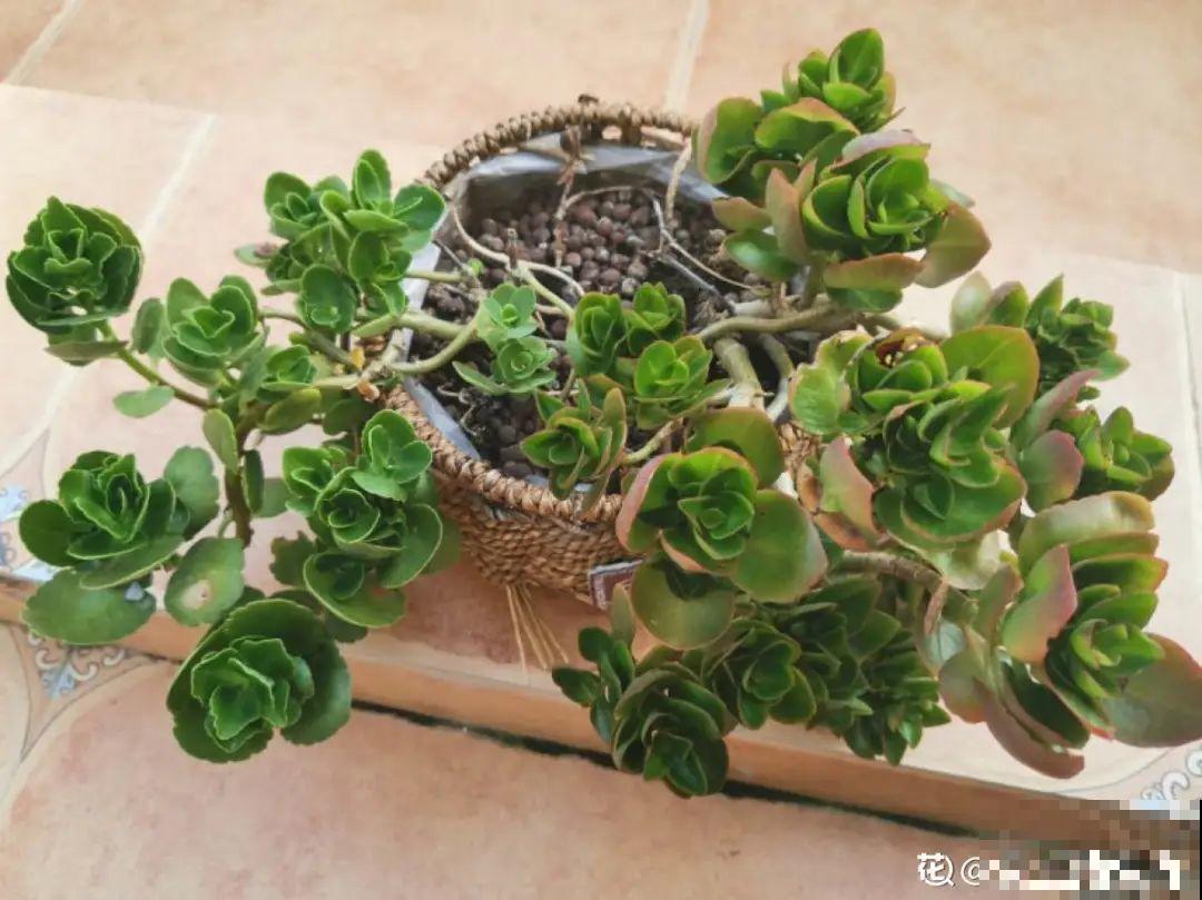 8种花,养小不养老,越老开花越少! 8种花,养小不养老,越老开花越少!