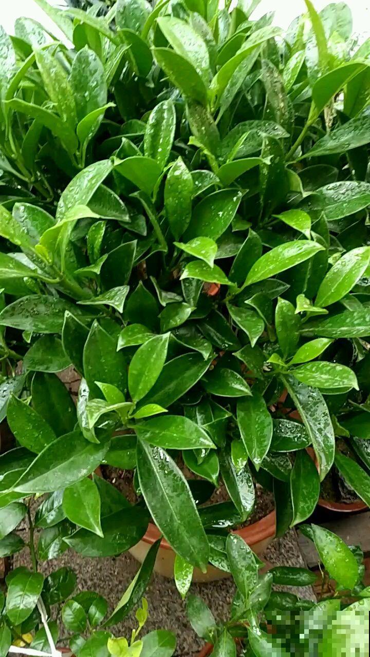 绿萝叶尖滴水珠,脚一踩还黏糊糊,其实是好事! 绿萝叶尖滴水珠,脚一踩还黏糊糊,其实是好事!